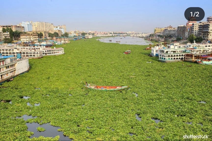 Water Hyacinth problem
